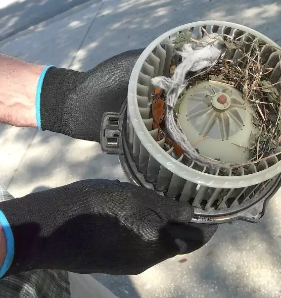 About Air Duct Mice Removal in Myrtle Beach, SC